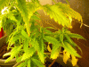 Picture-160.gif
