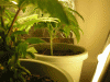 Picture-161.gif