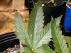 IMG01238-20100923-0653.jpg