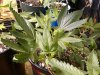 IMG01243-20100923-0655.jpg