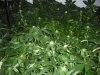 DSCF0654.jpg