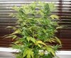 flowering the church nute burn 5.jpg
