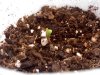 random sprout.jpg
