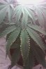 IMAG0108.jpg