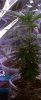 IMAG0715-1.jpg