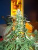 100_2790.jpg