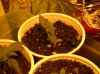 DSCN0694.jpg
