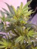 Aff Goo Cuped Yellow Phyto.jpg