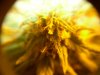 trichomes 003.jpg