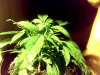 Snapshot_20100926_4.jpg