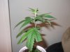 OGjuana.jpg