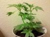 Plant 2 Day 24.jpg