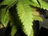 leaf.jpg leaf.jpg
