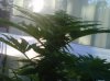 IMG00071-20100924-1822.jpg