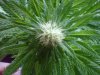 IMG00079-20100927-1657.jpg