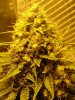 Master Kush2.jpg