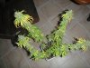 RockLock Harvest Day 56 (6).jpg