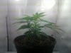 20100929_003.jpg 20100929_003.jpg