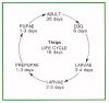 thrip_life_cycle.jpg