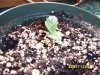 5 days growth.jpg