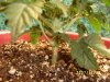 day 20, stem.jpg