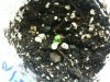 Seedlings 001.jpg