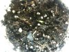 Seedlings 003.jpg