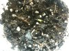Seedlings 004.jpg