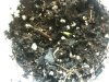 Seedlings 002.jpg