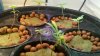 plant night 036.jpg