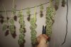 gro harvest 025.jpg