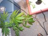 100_1529.jpg