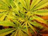 DWC3 Grow 018.jpg