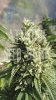 kandy-kush-cannabis-seeds.jpg