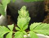 IMG_2172closeup.jpg