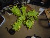 DSC00090.JPG