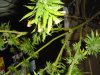 DSC00097.jpg