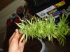 DSC00099.JPG
