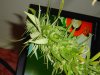 DSC00095.JPG