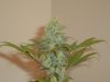nug1.jpg nug1.jpg