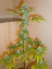 plant1.jpg plant1.jpg