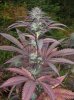 Purple_Pineberry_1_medium.jpg