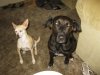 dogs 002.jpg dogs 002.jpg