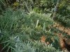 2010Grow 017.jpg