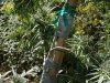 2010Grow 002.jpg