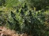 2010Grow 033.jpg
