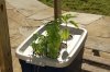OutdoorGarden.JPG