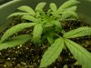 Day 21 Leaves are curling in n down 3.jpg