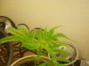 DSC00118.jpg
