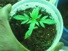 bagseed 2.jpg